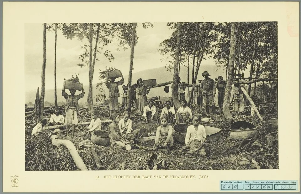 Pekerja mengolah kulit pohon kina di onderneming Djajagiri, 1911. Metadata menyebut Mr Jansz di sisi kanan foto