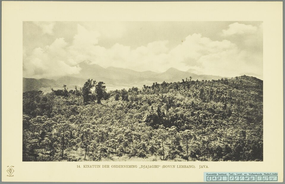 Perkebunan kina Jaya Giri dekat Lembang pada 1911